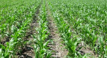 Sembró maíz y ahora tiene plantas de 15 cm de sorgo de Alepo: ¿Cómo controlar la maleza?