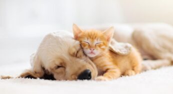 Los gatos muestran signos de dolor cuando mueren otras mascotas, incluso los perros