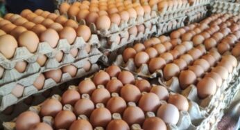El huevo argentino es de los de menor huella ambiental del mundo