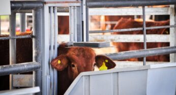 Expo Rural de Palermo: innovación y Genética en la Investigación Bovina