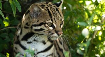 El enigma del ocelote: un felino cautivador en peligro de extinción