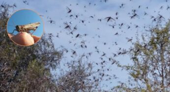 Invasión de langostas en Córdoba: por qué se produjo el fenómeno que sorprendió a todos