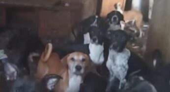 Un refugio se hizo cargo de 29 perros que estaban hacinados en una casa