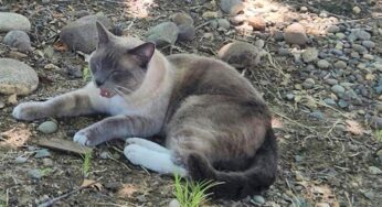 Un gato se escapó de sus dueños y durante 2 meses recorrió 1.448 kilómetros