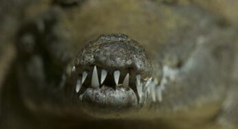 Advierten presencia de cocodrilos en Oaxaca y exhortan a extremar precauciones tras paso del Huracán John