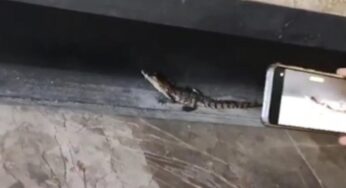 El extraño caso de los reptiles abandonados en el Valle de México: ahora hallan a dos bebés cocodrilos en el Metro