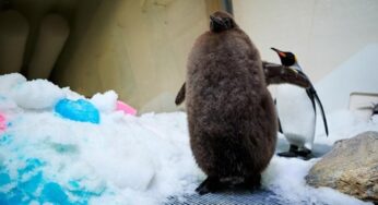 Pesto, el pingüino bebé gigante que pesa 23 kilos y asombra al mundo