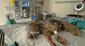 Denunciado el dueño de un perro por tirarlo a la basura tras atropellarlo