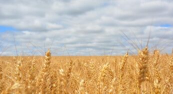 El precio del trigo subió 18% tras tocar mínimos en 4 años y se registraron las primeras declaraciones para exportar