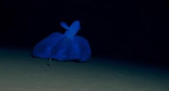 Filmaron a un misterioso pulpo flotando y rebotando en el fondo del océano