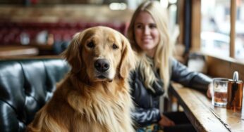 Razas de perros: cómo es la personalidad del golden retriever y cómo cuidarlo