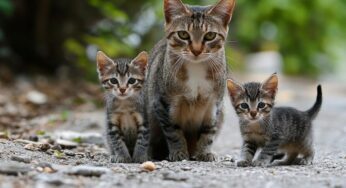 Vacuna trivalente en gatos: qué enfermedades cubre, precio y requisitos para ponerla