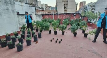 Desarman un vivero de marihuana en Villa Urquiza: buscaban a un prófugo y se llevaron al inquilino