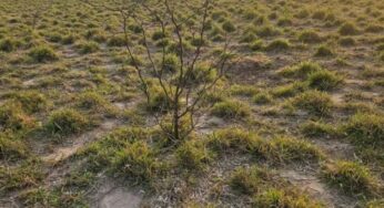 Avanzan en un manejo integral de malezas invasoras leñosas, semi-leñosas y herbáceas en el NEA