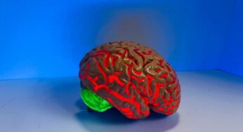 Revolución científica: aseguran que nervios, páncreas y riñones guardan recuerdos como las neuronas