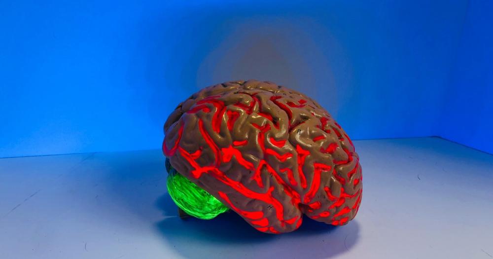Revolución científica: aseguran que nervios, páncreas y riñones guardan recuerdos como las neuronas