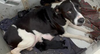 Cientos de perritos y gatitos perdidos por el temporal en Bahía Blanca: cómo ayudar