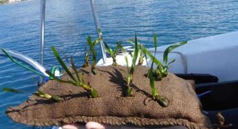 La plantación mecanizada de posidonia ayudará a salvar los bosques marinos en la Región