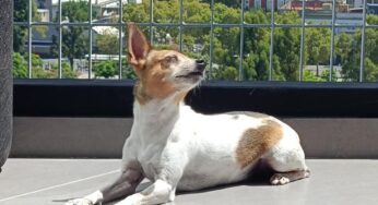 A qué edad comienzan a envejecer los perros