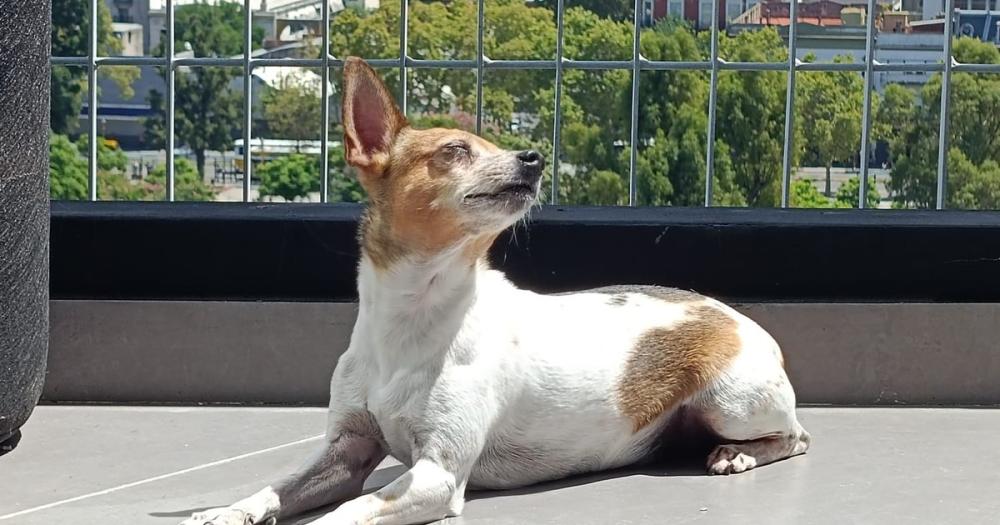 A qué edad comienzan a envejecer los perros