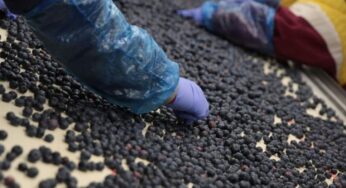 Ley Chlimper 2.0: Perú Libre traiciona sus principios y vota a favor de privilegiar con menos impuestos a la agroindustria